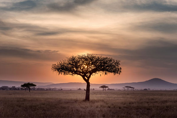 Paysage de savane en Tanzanie avec un acacia au coucher du soleil