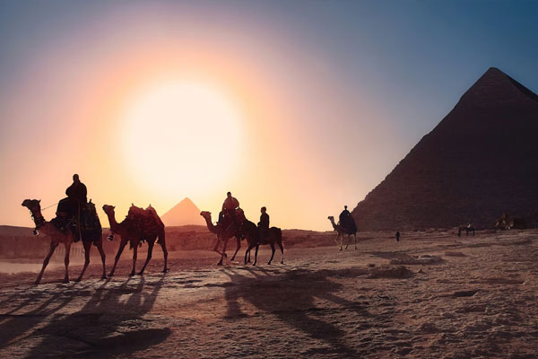 Chameaux près des pyramides d'Égypte au coucher du soleil