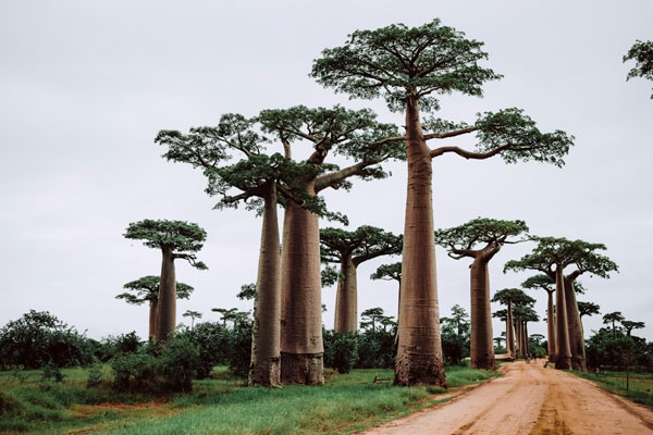Baobabs le long d'une route de terre à Madagascar